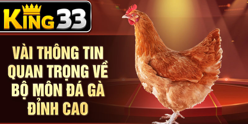 Vài thông tin quan trọng về bộ môn đá gà đỉnh cao Vài thông tin quan trọng về bộ môn đá gà đỉnh cao