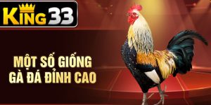 Một số giống gà đá đỉnh cao