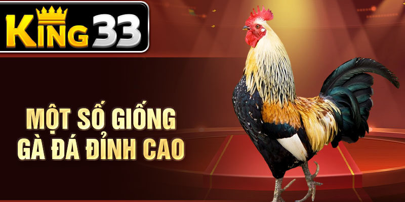 Một số giống gà đá đỉnh cao Một số giống gà đá đỉnh cao